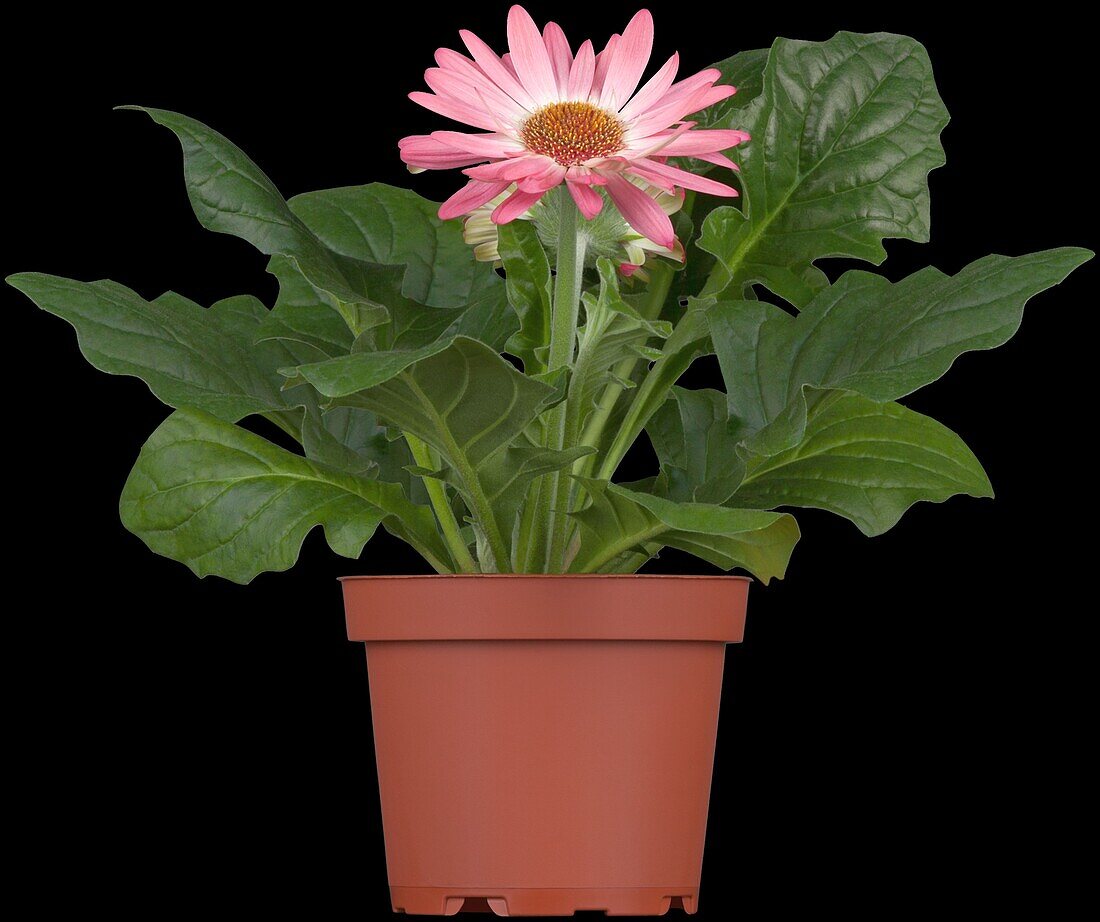 Gerbera, pink