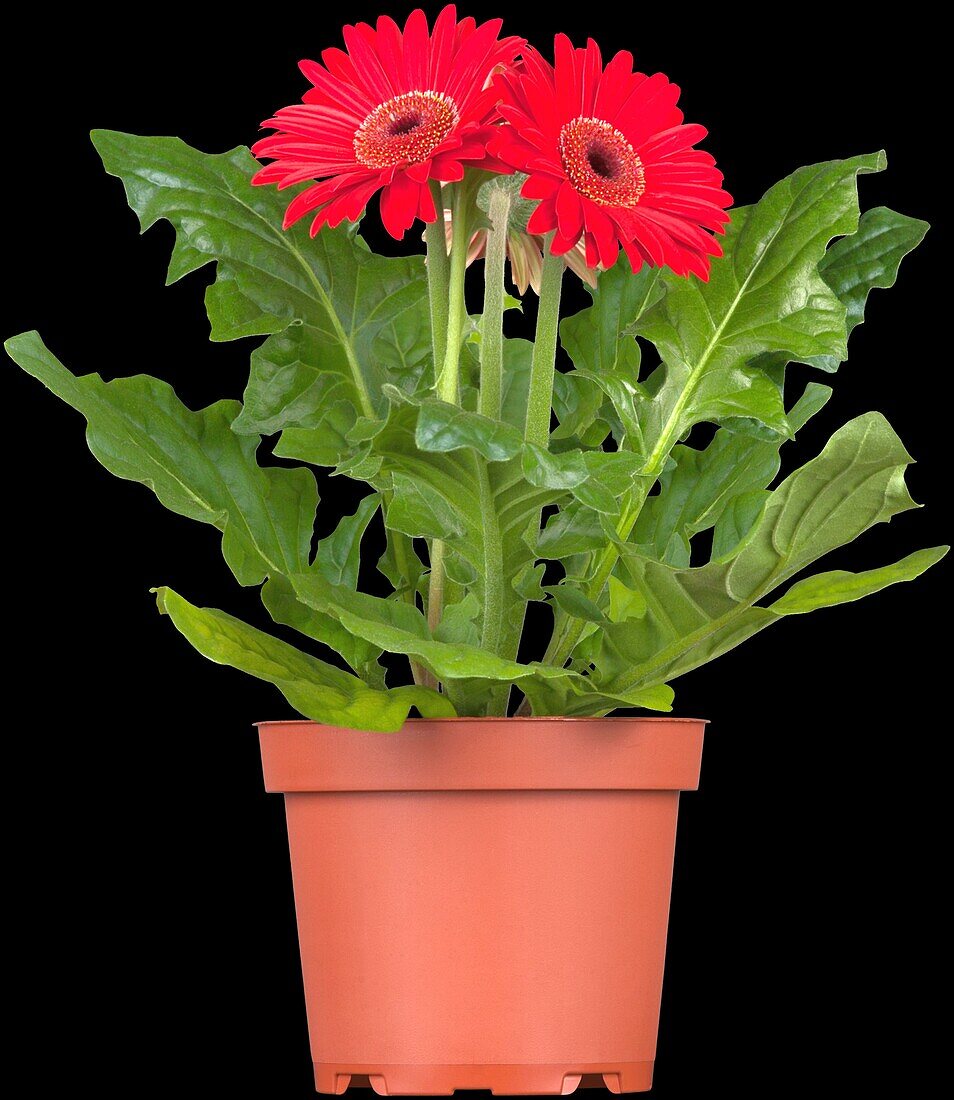 Gerbera, red