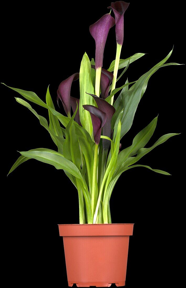 Zantedeschia aethiopica