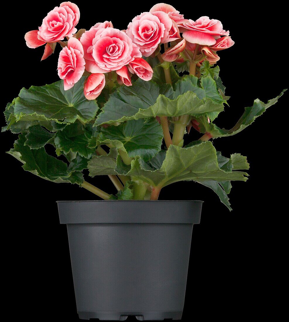 Begonia elatior, rosa