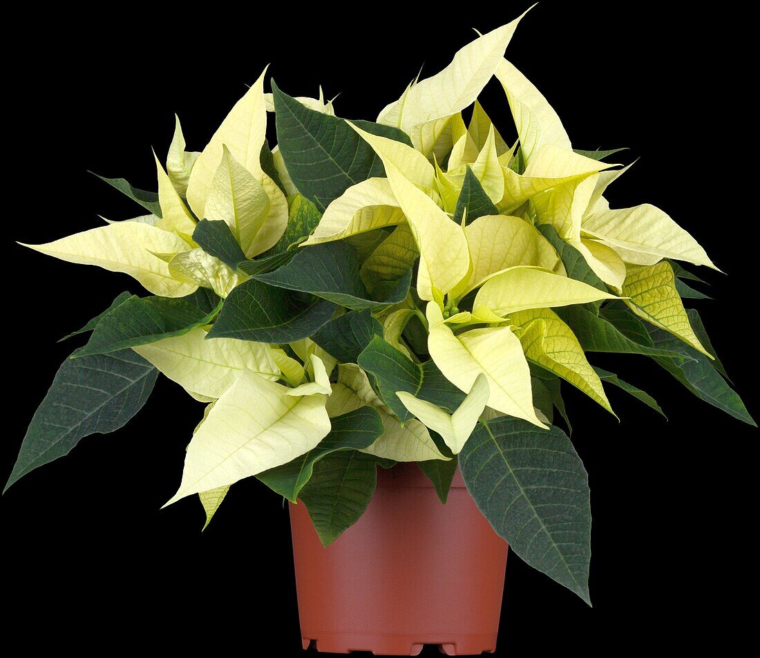 Euphorbia pulcherrima