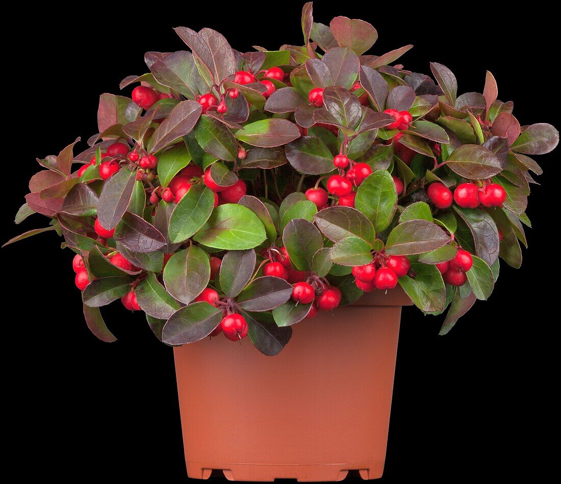 Gaultheria procumbens