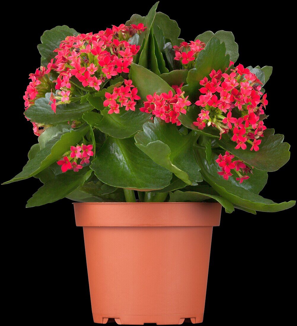 Kalanchoe blossfeldiana