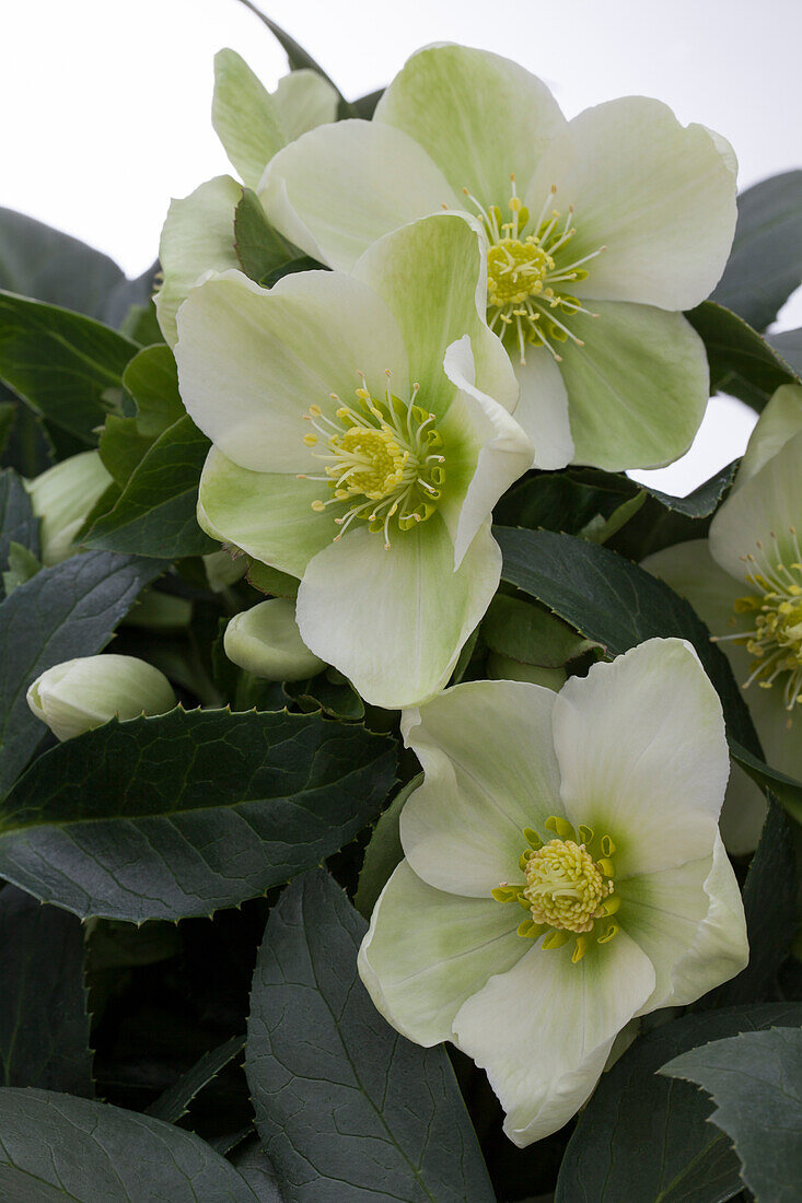 Helleborus