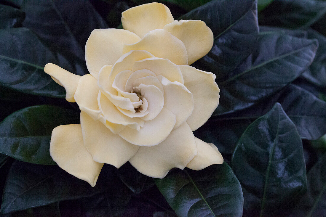 Gardenia