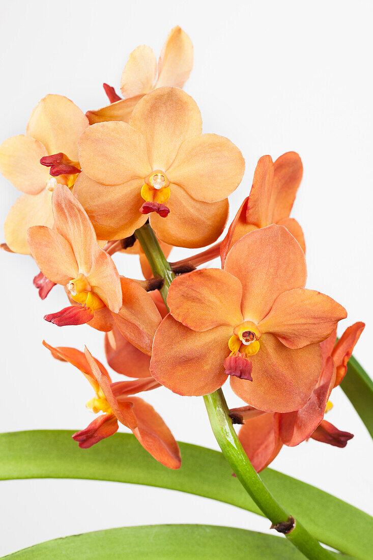 Vanda, orange