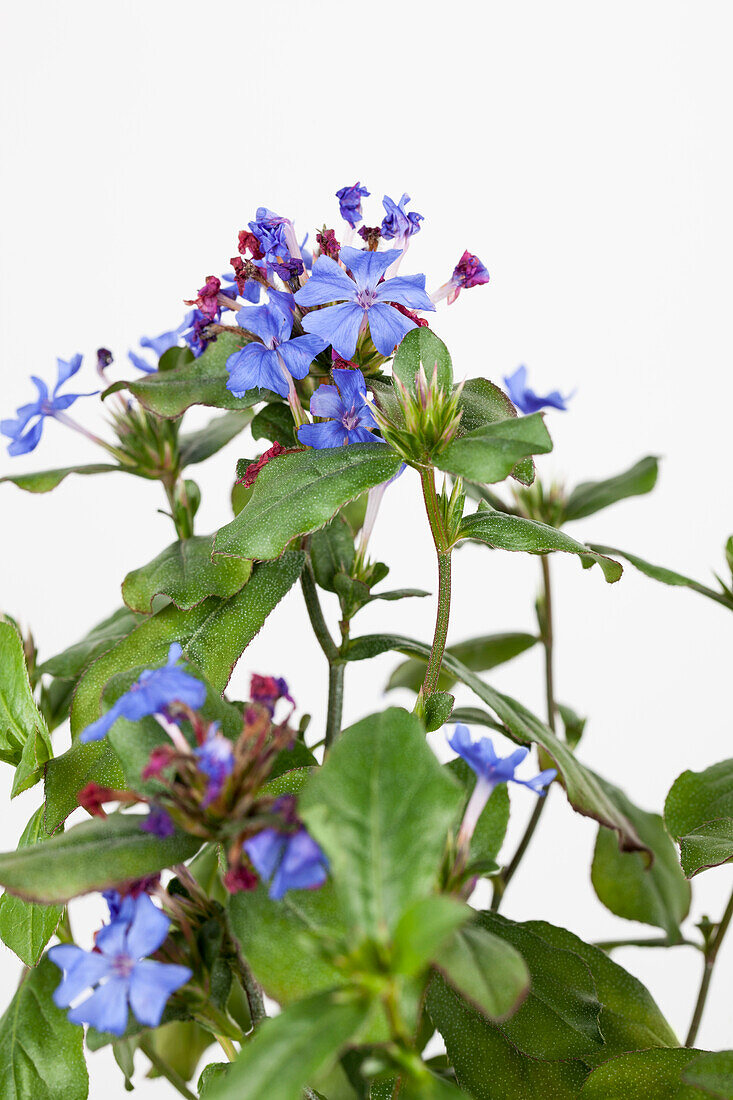 Ceratostigma plumbaginoides