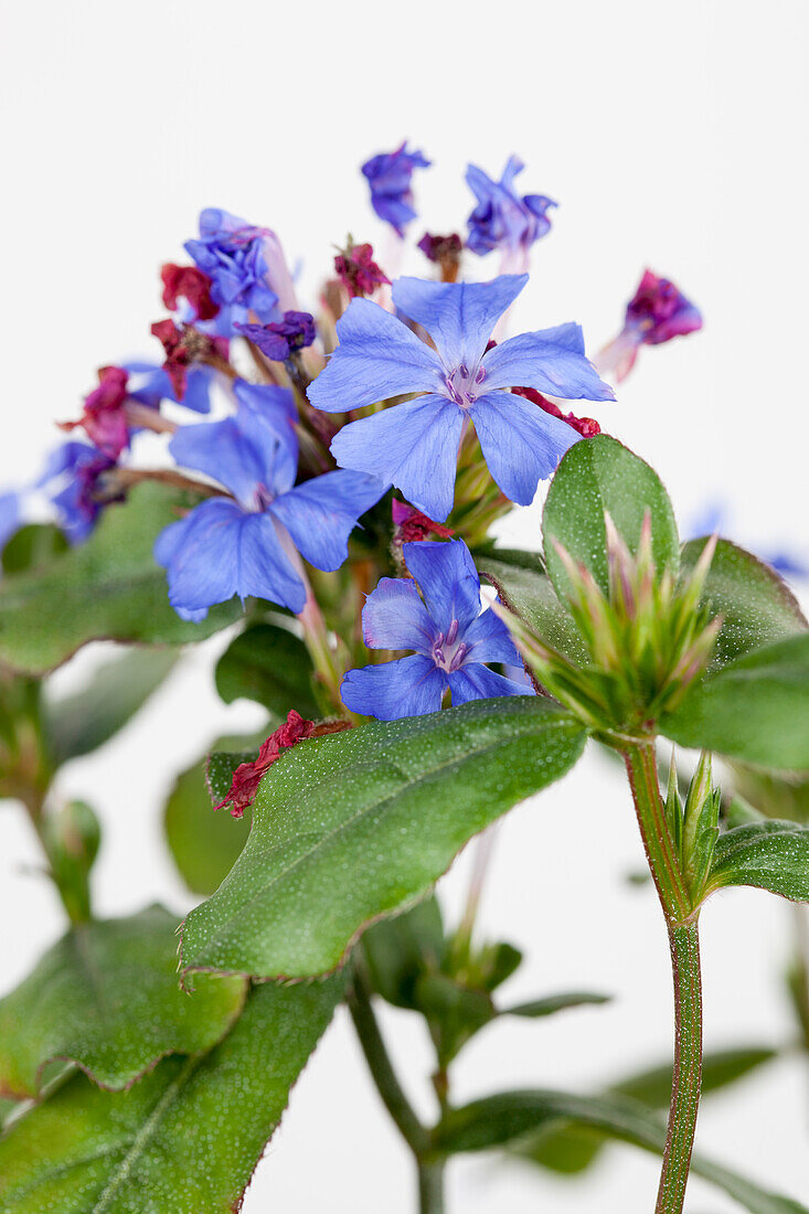 Ceratostigma plumbaginoides