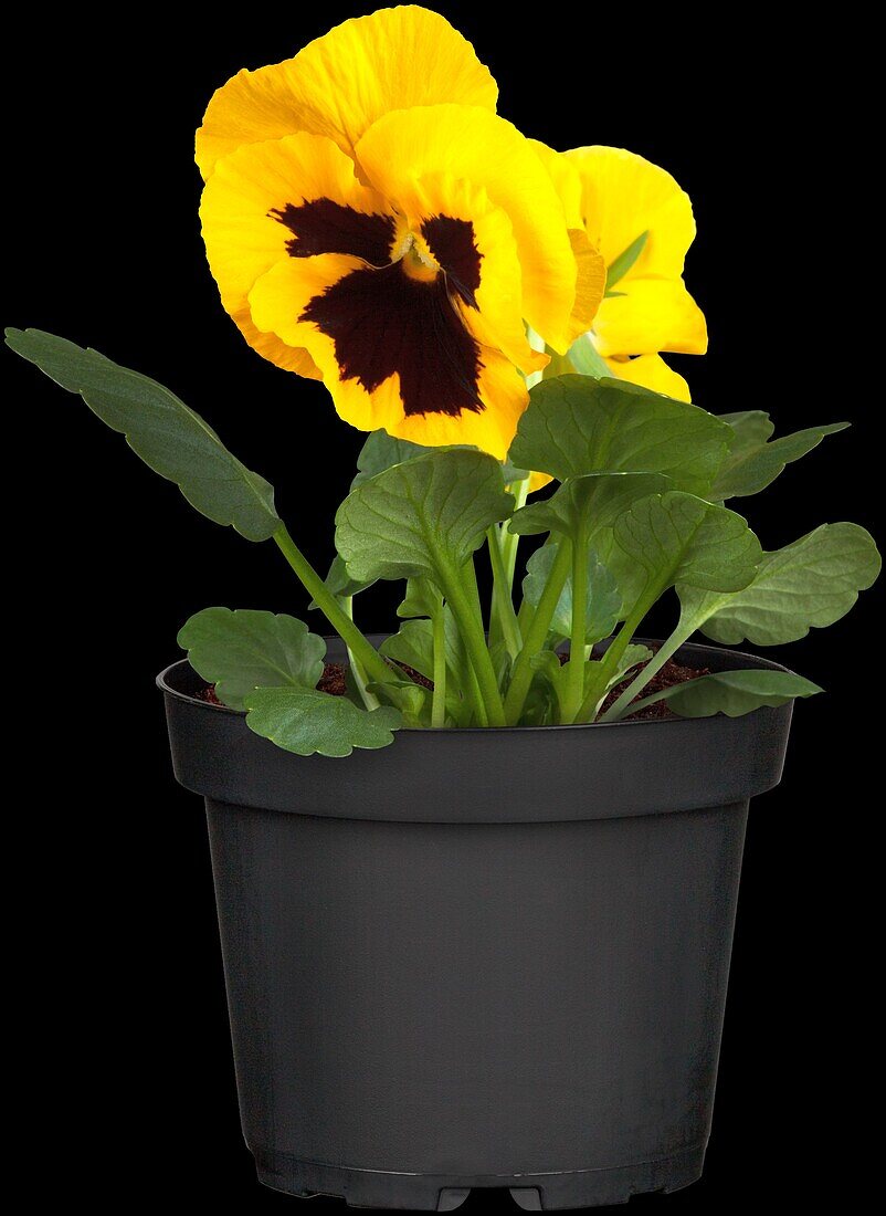 Viola x wittrockiana, yellow