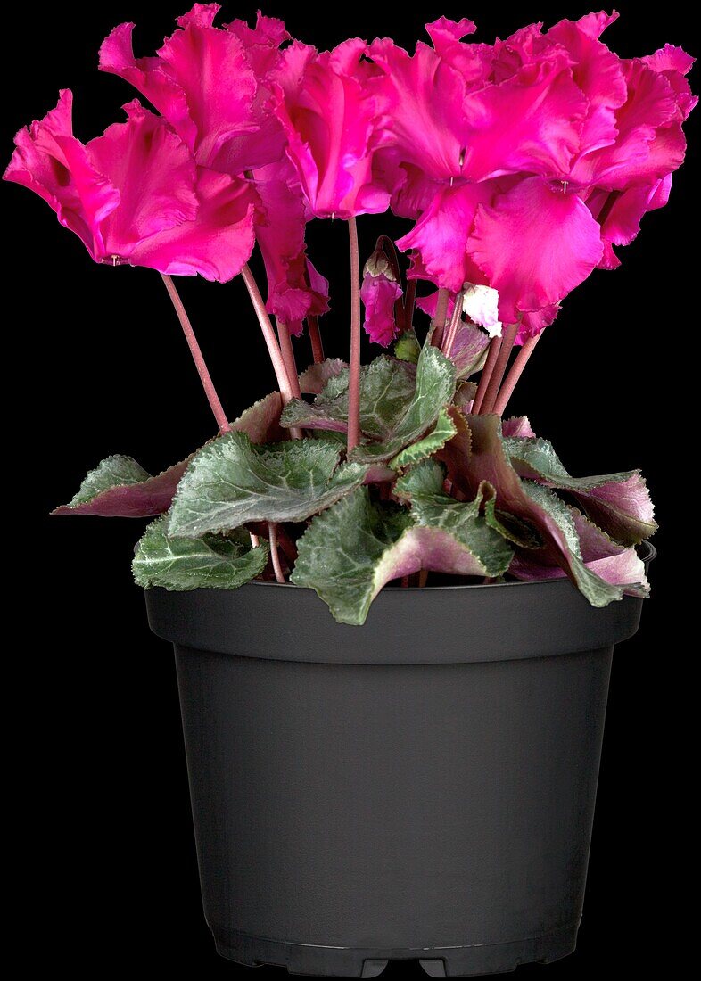 Cyclamen 'Midi Wella'