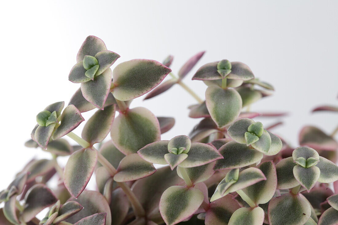 Crassula marginalis