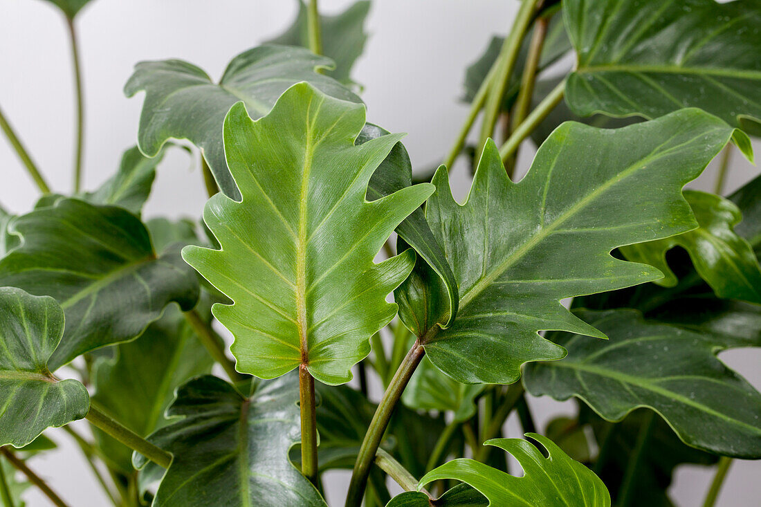 Philodendron bipinnatifidum 'Xanadu'