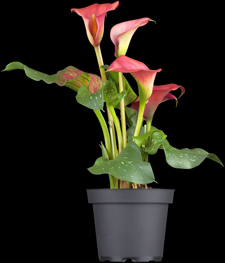 Zantedeschia aethiopica