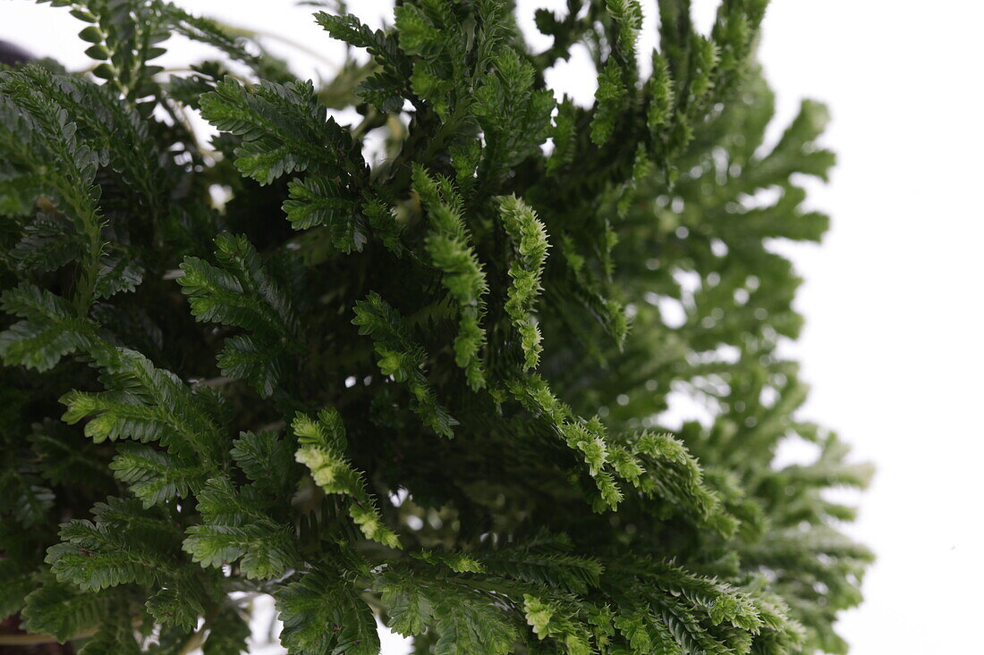 Selaginella martensii 'Jori'