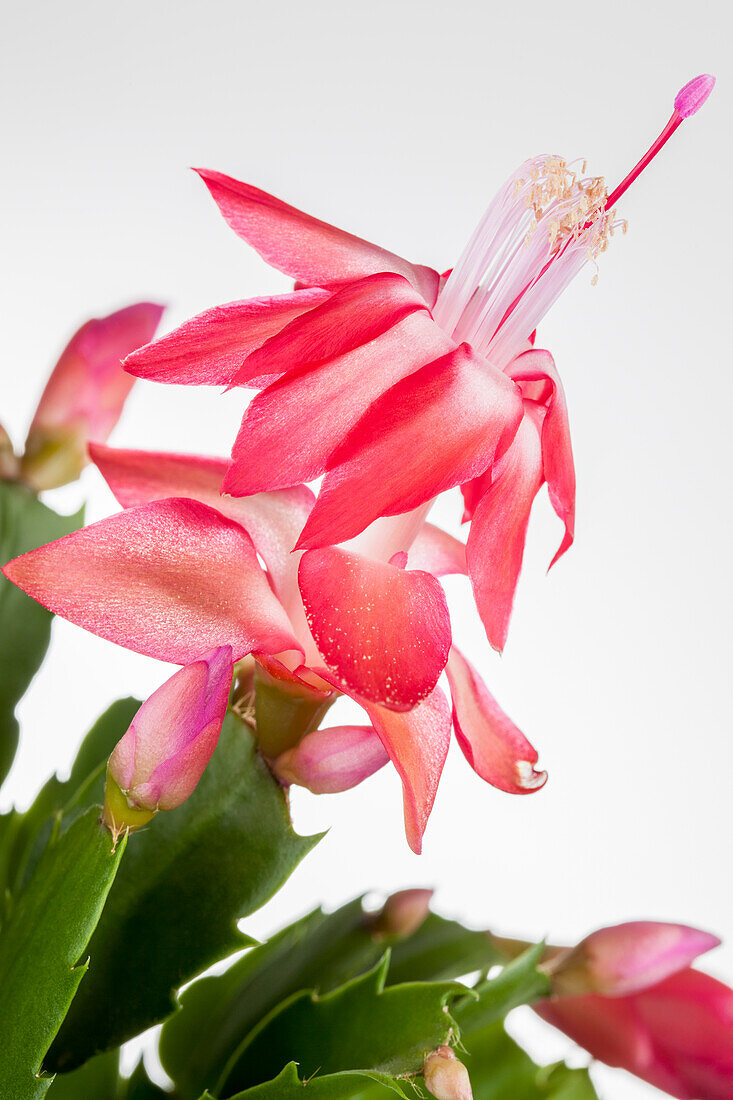 Schlumbergera