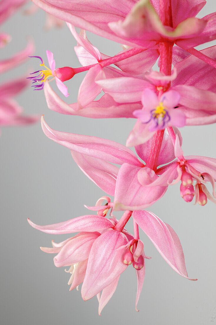 Medinilla magnifica