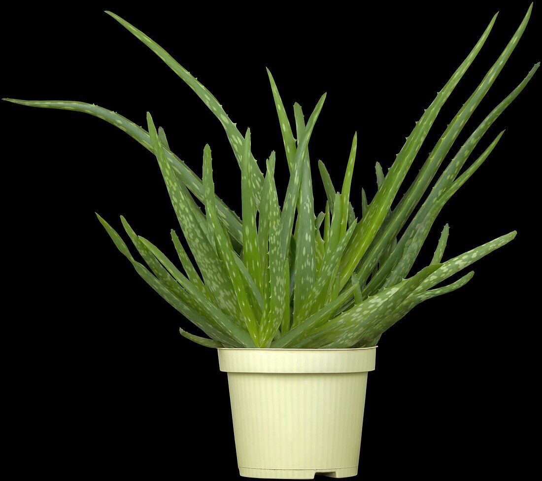 Aloe vera barbadensis miller 'Sweet'