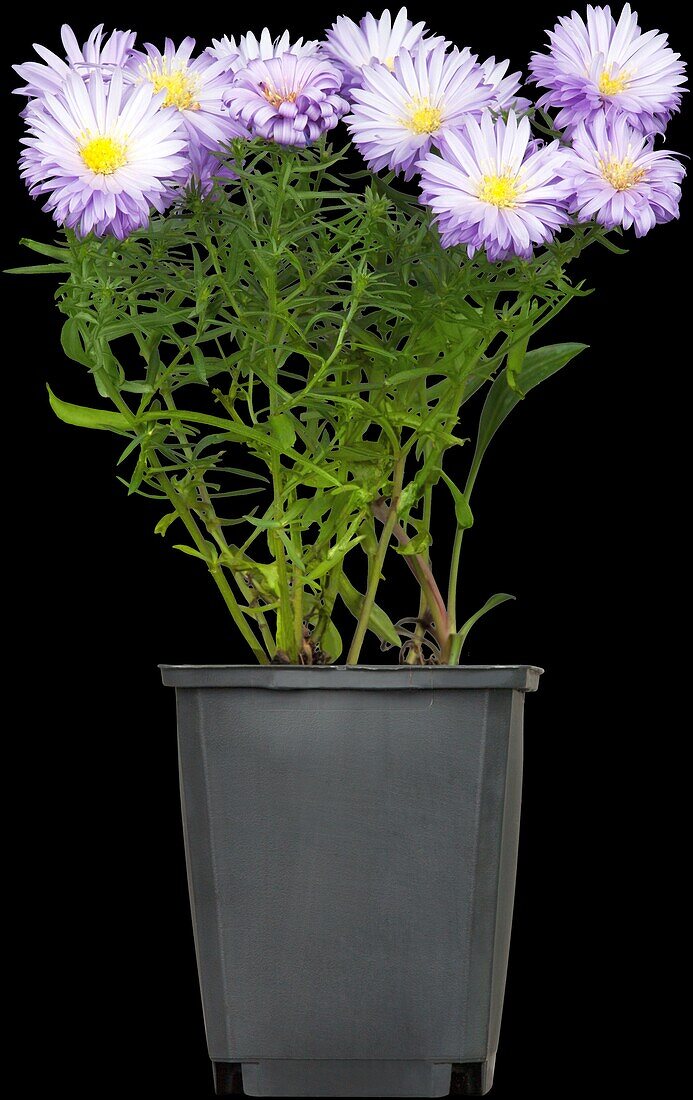 Aster novi-belgii, purple