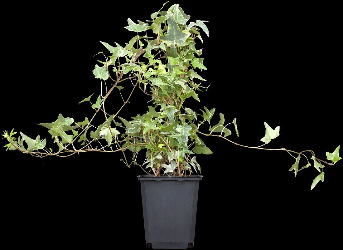 Hedera helix