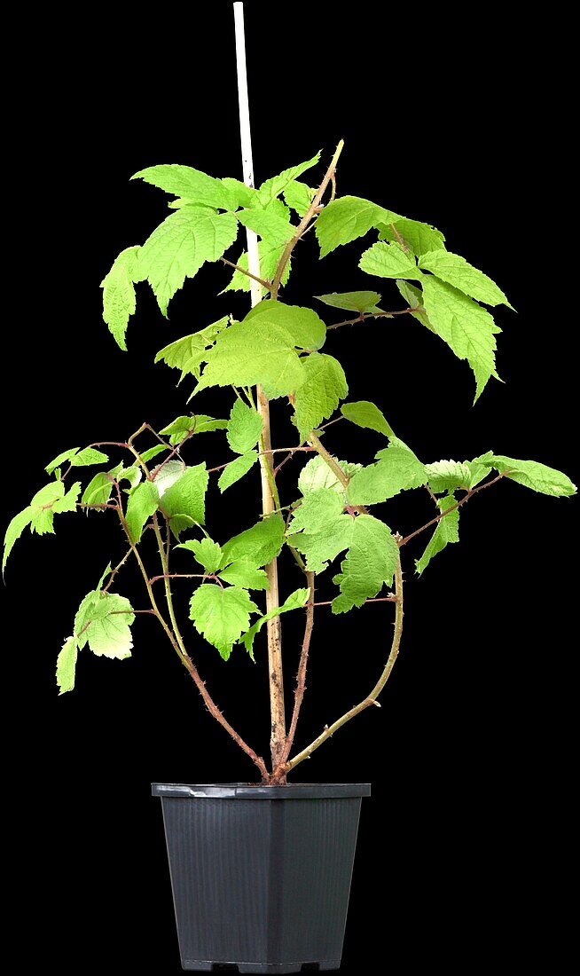 Rubus phoenicolasius