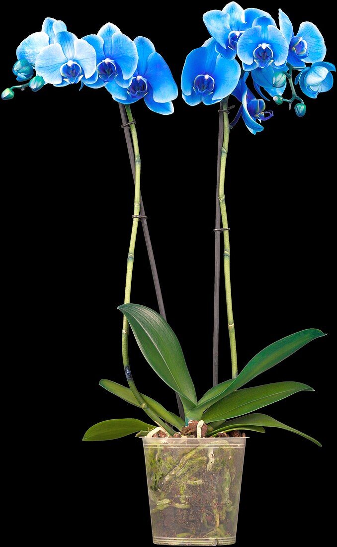 Phalaenopsis, blue