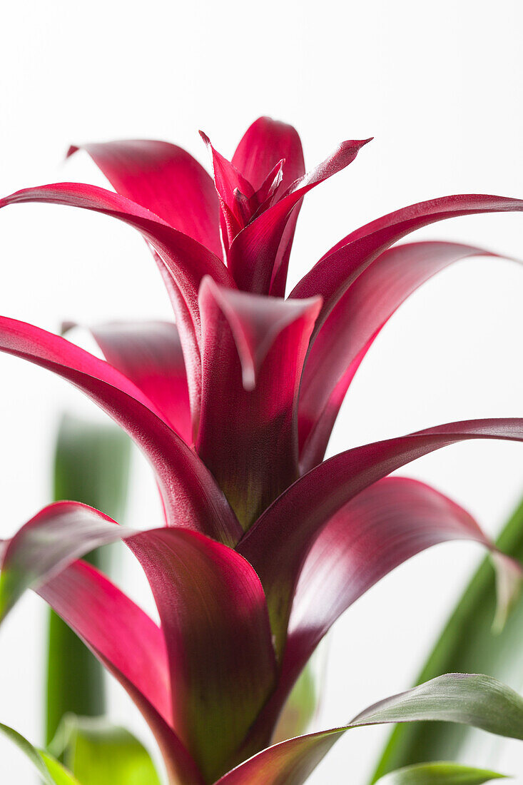 Guzmania Fiesta