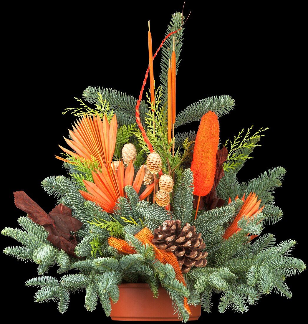 Florist bowl with Abies nobilis