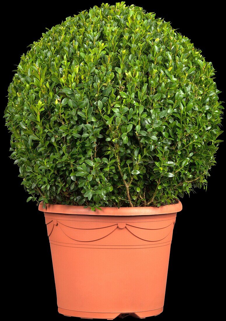 Buxus sempervirens var. arborescens, globe bulb