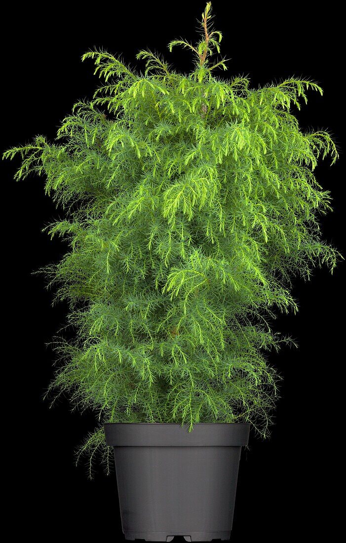 Cryptomeria japonica 'Elegans Viridis'