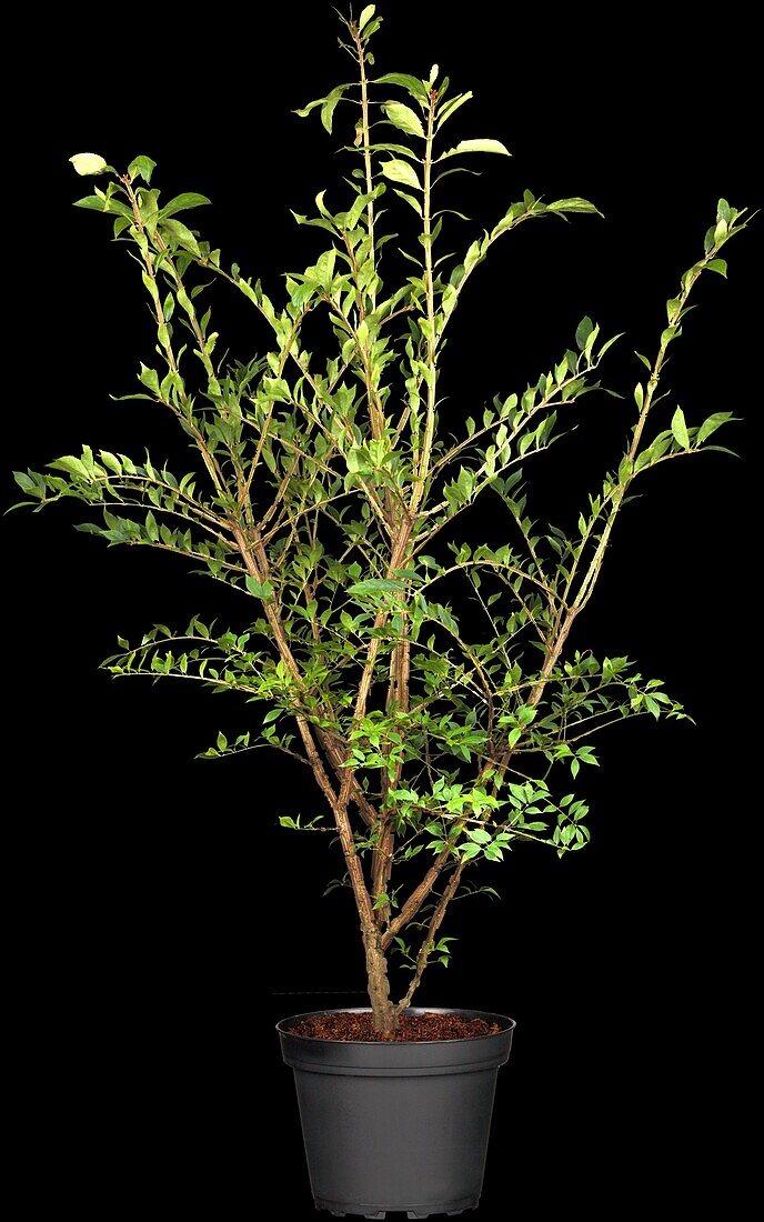 Euonymus alatus