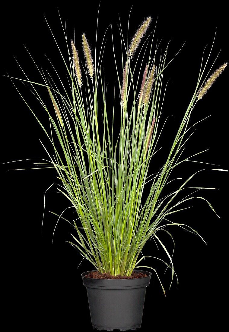 Pennisetum alopecuroides