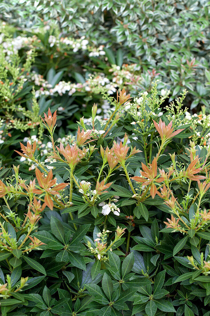 Pieris japonica 'Prelude'