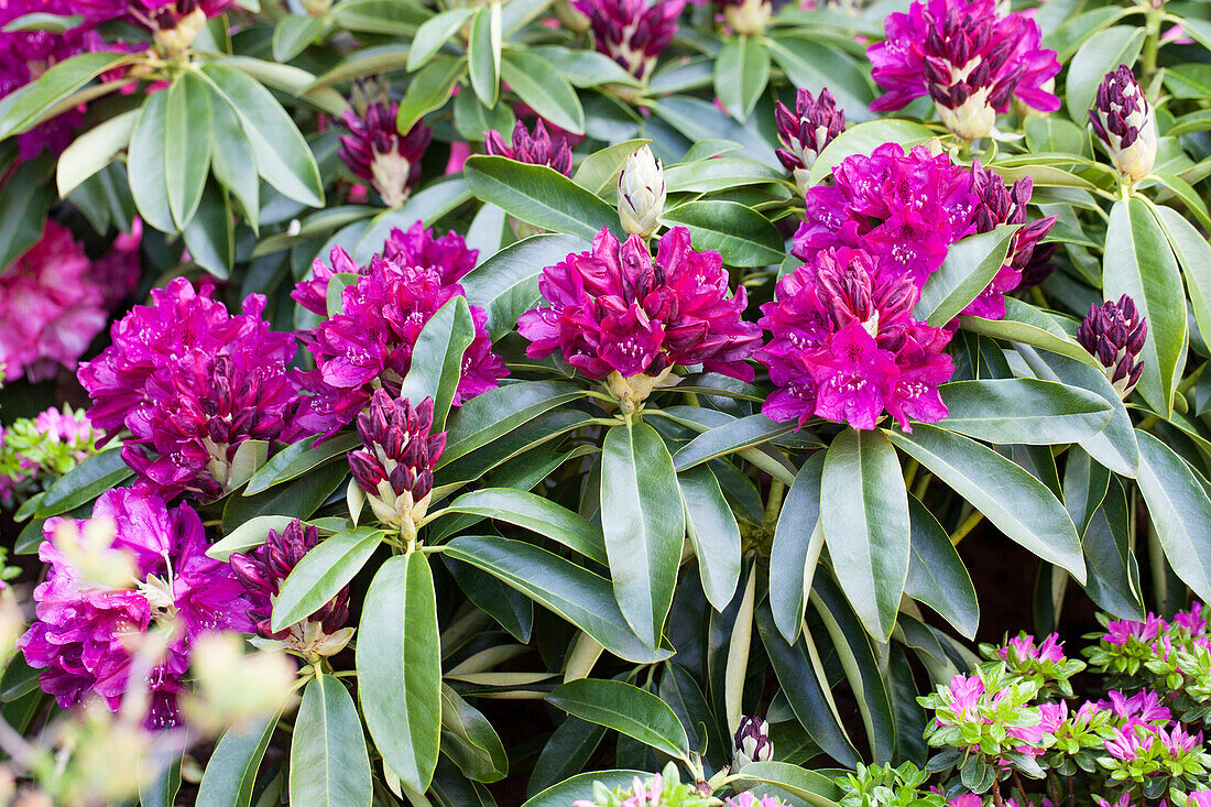 Rhododendron 'Old Port