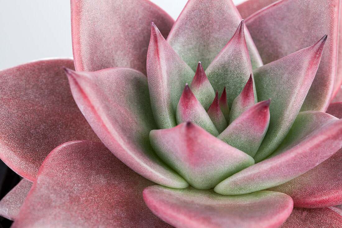 Echeveria