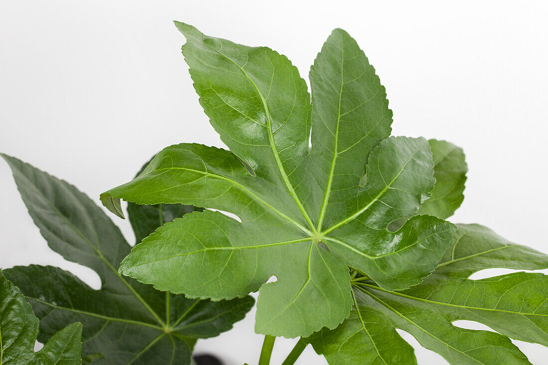 Fatsia japonica