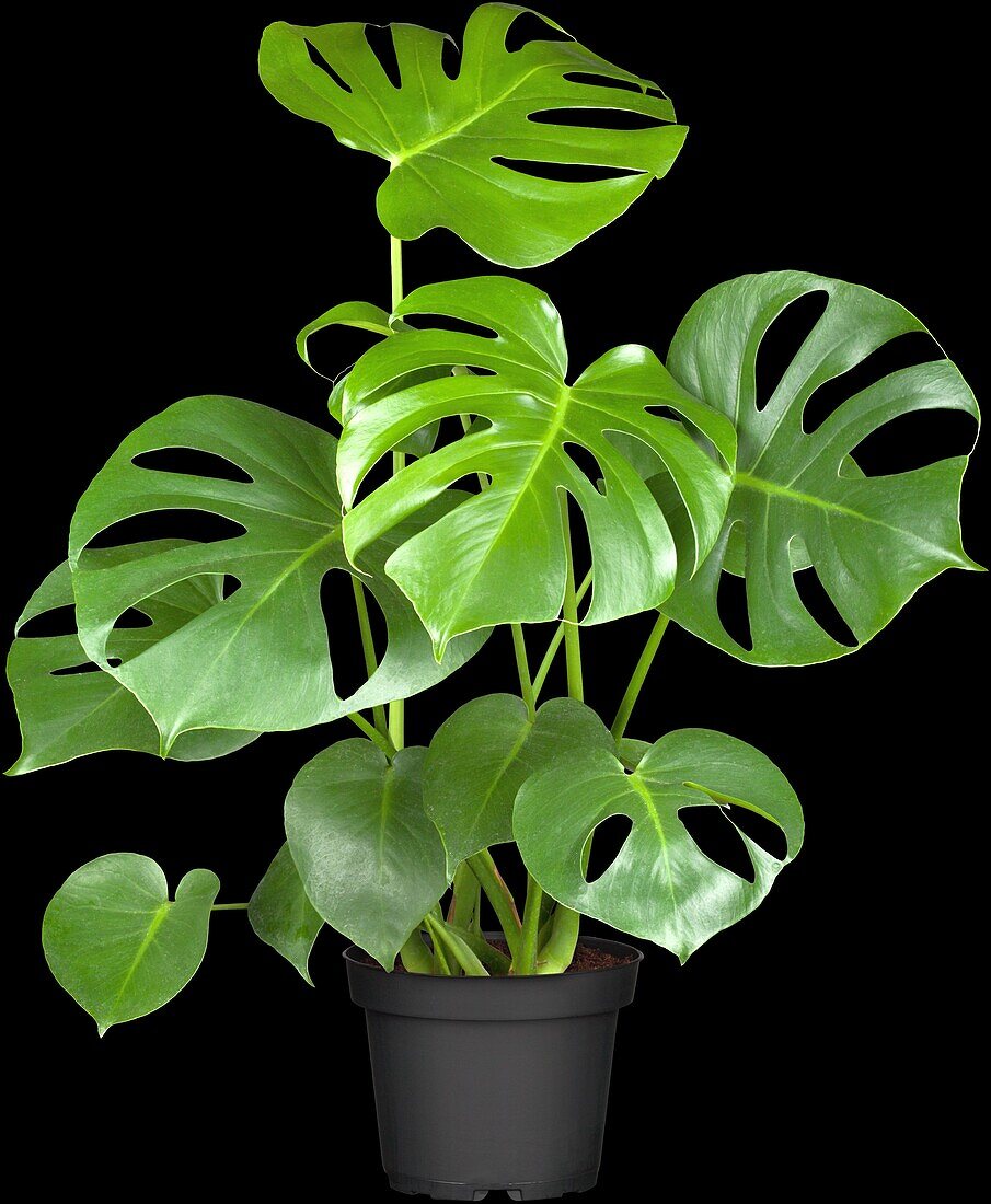 Monstera deliciosa