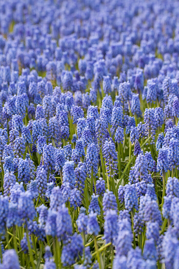 Muscari 'Early Magic'