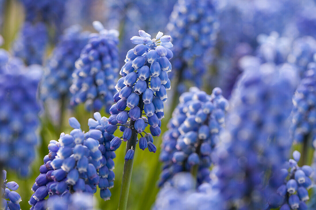 Muscari 'Early Magic'