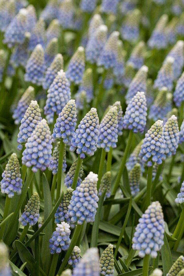 Muscari 'Ocean Magic