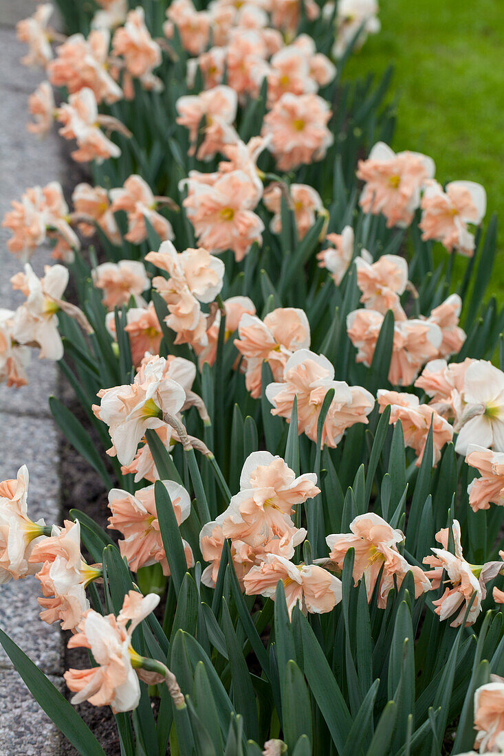 Narcissus Apricot Whirl