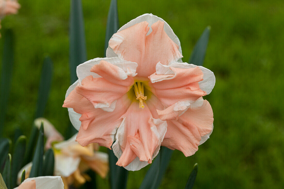 Narcissus 'Apricot Whirl'