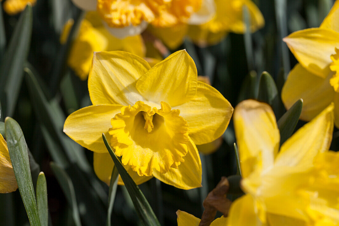 Narcissus in großkronigen Sorten