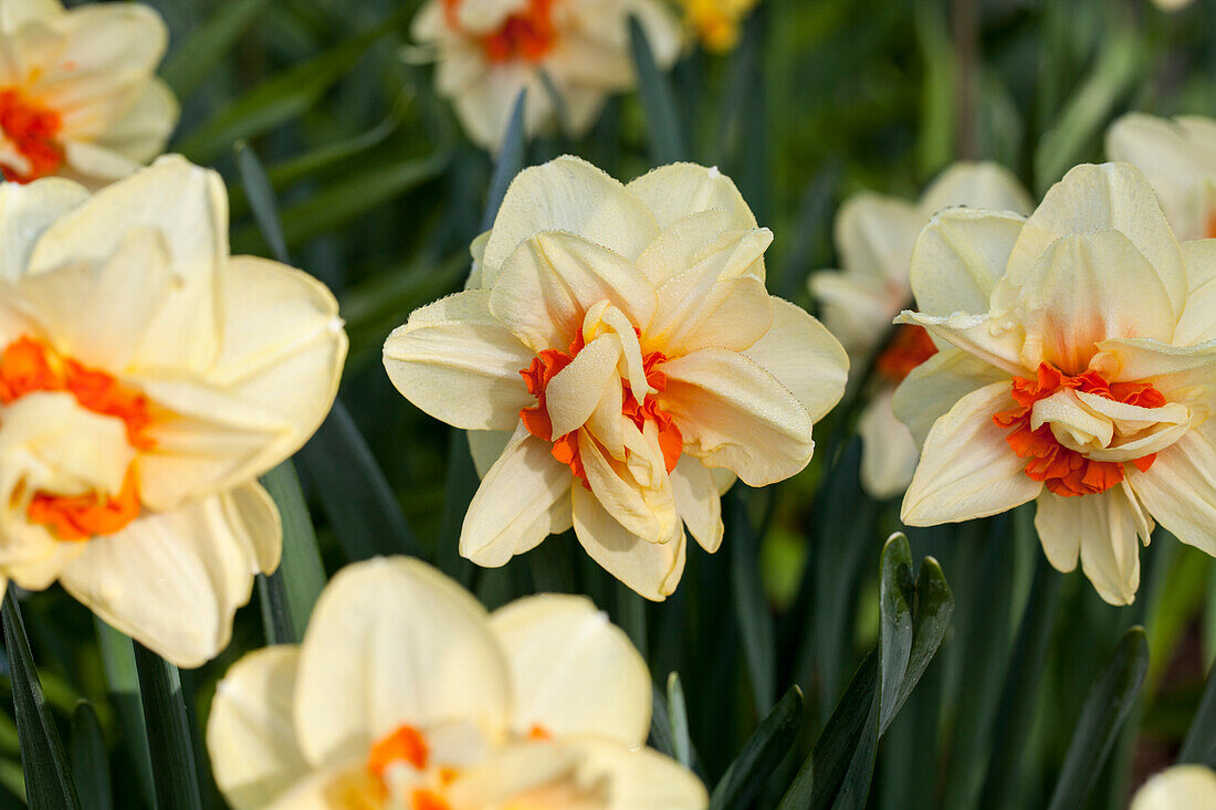 Narcissus 'Innovator'