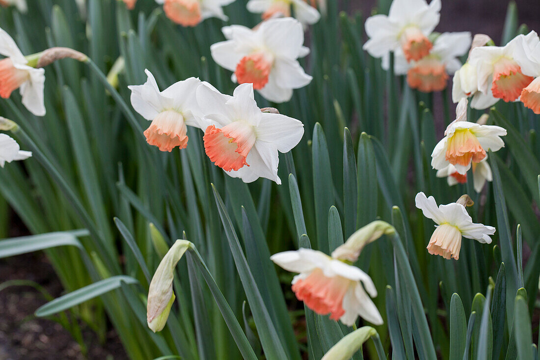 Narcissus 'Pink Pride'