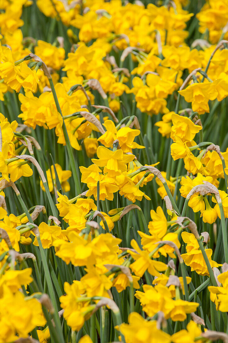 Narcissus jonquilla 'Quail'