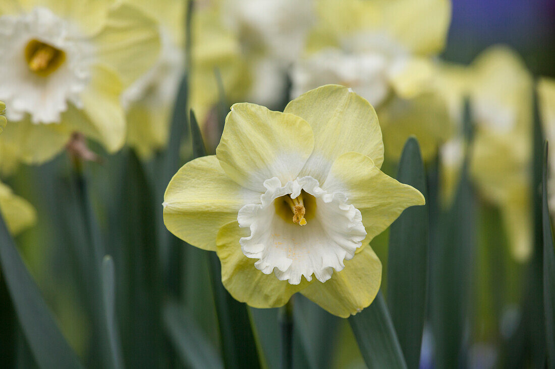 Narcissus 'Snow Frills'