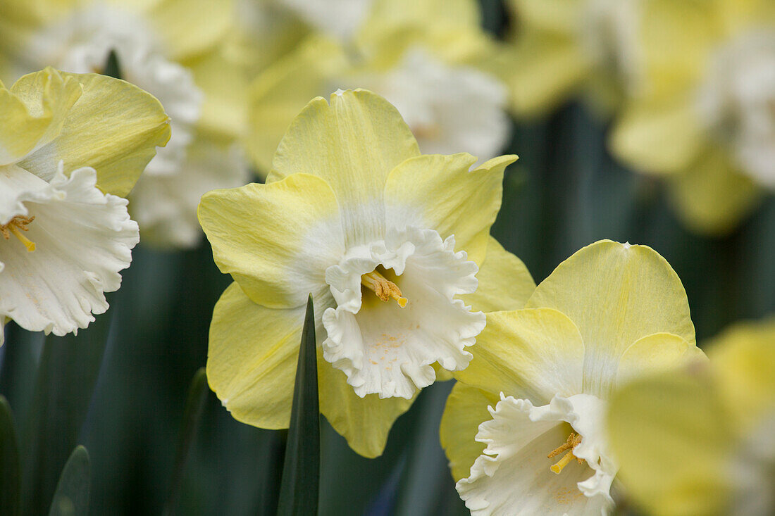 Narcissus Snow Frills