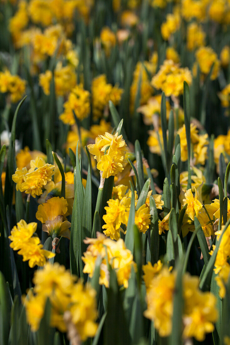 Narcissus 'Van Sion'