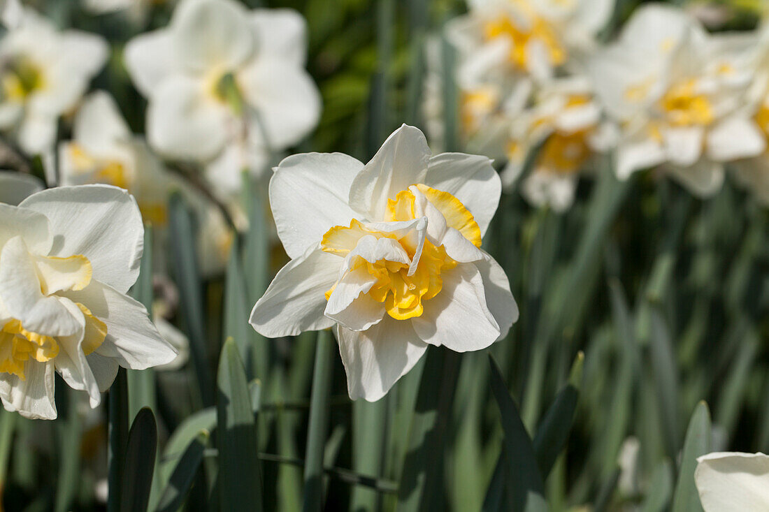 Narcissus White Lion