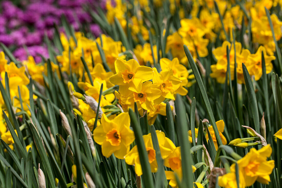 Narcissus Eye Catcher